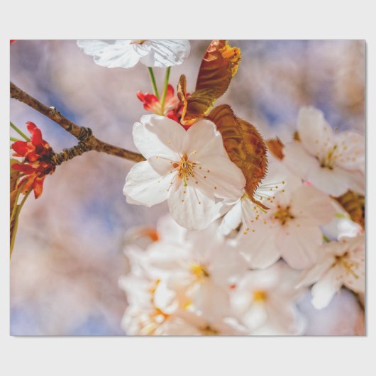 壮大な桜の花。花見シーズン ラッピングペーパー (フラット)