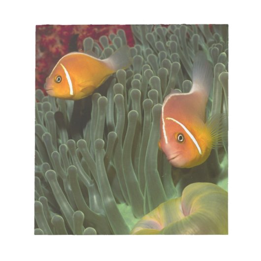 壮大な海の中でピンクのアネモネの魚 ノートパッド (正面)