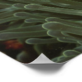 壮大な海の中でピンクのアネモネの魚 ポスター (角)