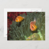 壮大な海の中でピンクのアネモネの魚 ポストカード (正面/裏面)