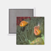 壮大な海の中でピンクのアネモネの魚 マグネット (正面/裏面)