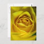 壮大な黄色のローズマクロ写真 ポストカード (正面/裏面)