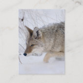 壮大なTetons NPの雪のコヨーテの狩り 名刺 (正面)