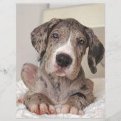 売る子犬 チラシ (裏面)