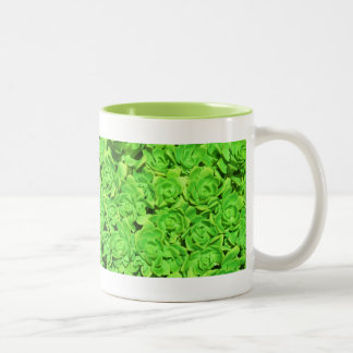 変わったライム色の花の多肉植物 コーヒーカップ