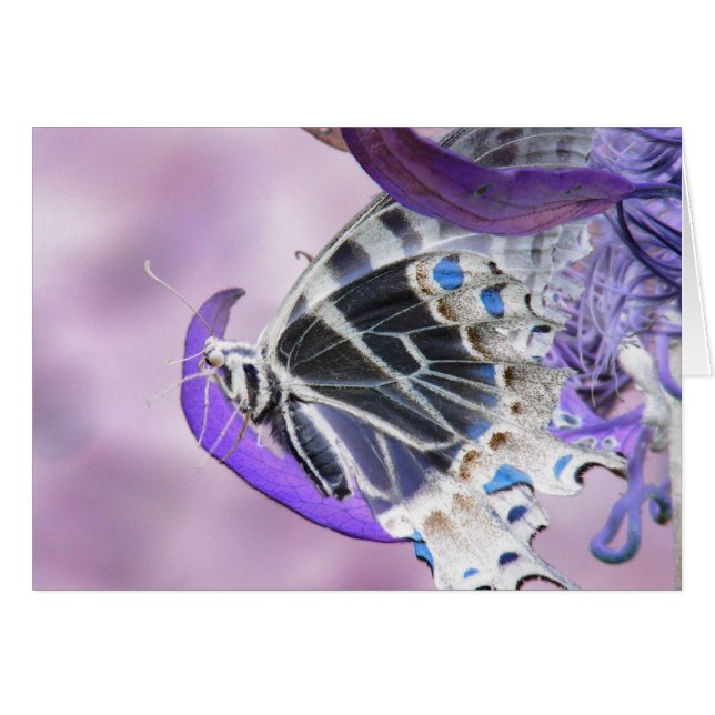 変わる蝶 (正面横)