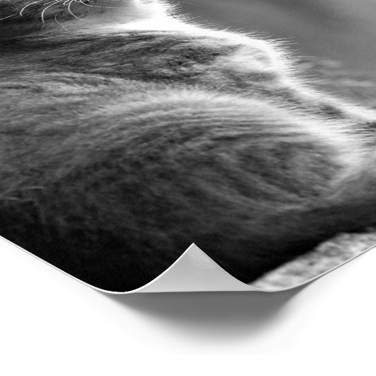 変化は良い蝶の感動的引用文猫 ポスター (角)