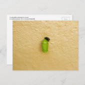 変態が蝶(昆虫)オオカバマダラ、モナークを始める ポストカード (正面/裏面)