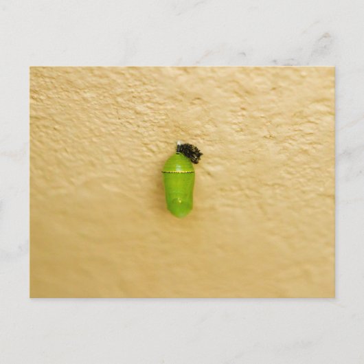 変態が蝶(昆虫)オオカバマダラ、モナークを始める ポストカード (正面)