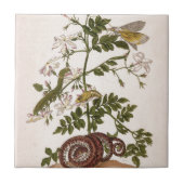 変態のinsectorum Surinamensium タイル (正面)