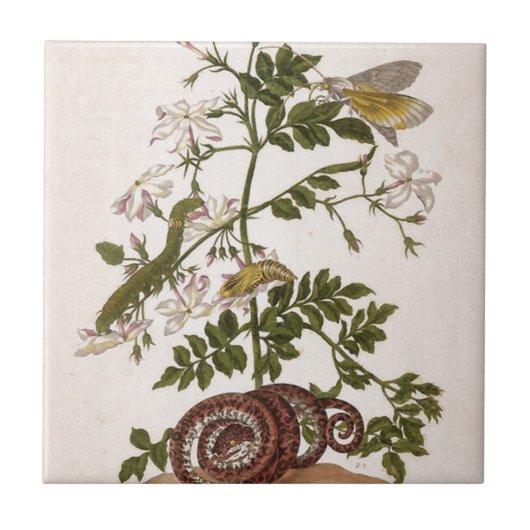 変態のinsectorum Surinamensium タイル (正面)