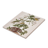 変態のinsectorum Surinamensium タイル (側面)