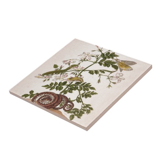 変態のinsectorum Surinamensium タイル (側面)