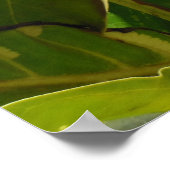 変成ノニ果実 ポスター (角)