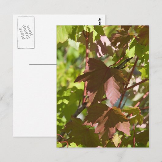 変更紅葉 ポストカード (正面/裏面)