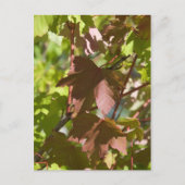 変更紅葉 ポストカード (正面)