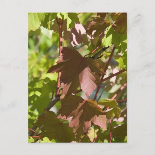 変更紅葉 ポストカード (正面)