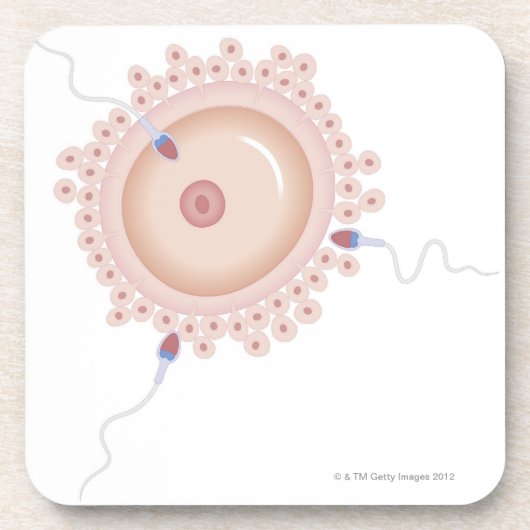 変異する遺伝子を含んでいる精液 コースター (正面)