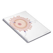 変異遺伝子を含む精子 ノートブック (右側)