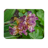 変素晴らし形虹彩花 マグネット (横)