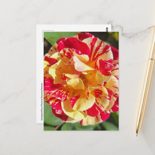 変色赤と黄色のバラのはがき ポストカード (正面/裏面インサイチュ)