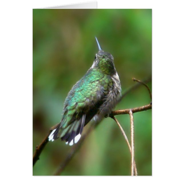 夏からのハミングバード (正面)