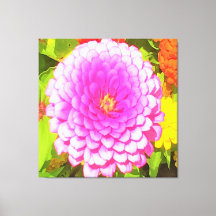 夏かわいらし園のピンクの丸《植物》百日草