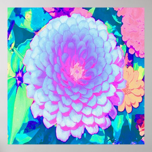 夏かわいらし園の紫とピンクの《植物》百日草 ポスター (正面)