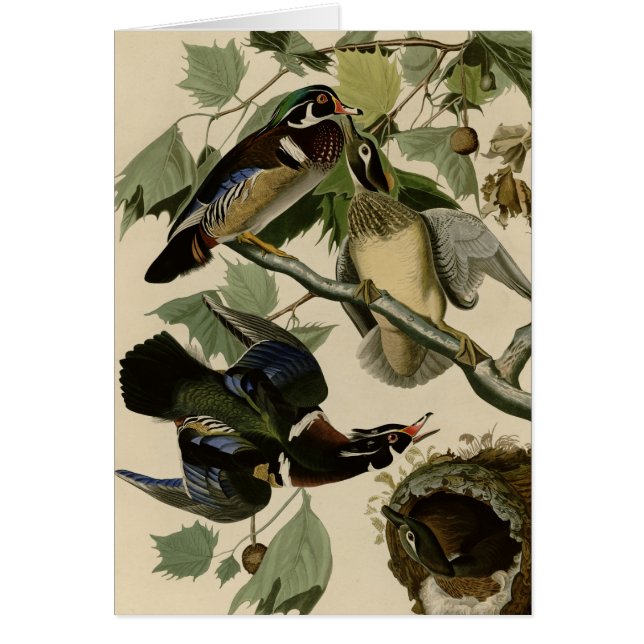 夏かアメリカオシ (正面)