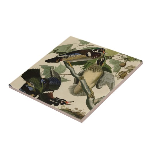 夏かアメリカオシ タイル (側面)