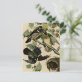 夏かアメリカオシ ポストカード (スタンド正面)