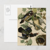 夏かアメリカオシ ポストカード (正面/裏面)