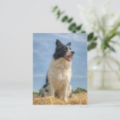 夏に干し草のベールで作業する犬 ポストカード (スタンド正面)