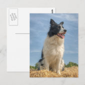 夏に干し草のベールで作業する犬 ポストカード (正面/裏面)