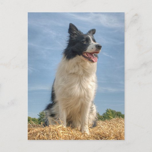 夏に干し草のベールで作業する犬 ポストカード (正面)