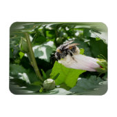 夏に蜂 マグネット (横)