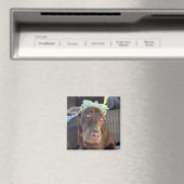 夏のおもしろいラボの子犬 マグネット (インサイチュ (食洗機))