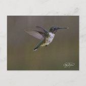 夏のおもしろい ポストカード (正面)