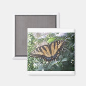 夏のおもしろい（昆虫）オオカバマダラ、モナーク マグネット (正面/裏面)