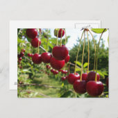 夏のさくらんぼ ポストカード (正面/裏面)