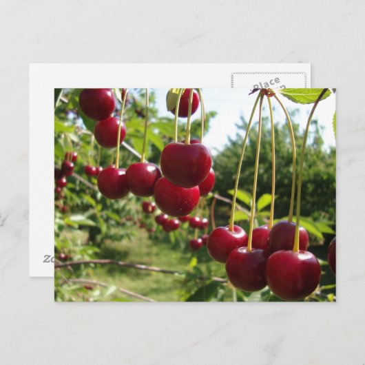 夏のさくらんぼ ポストカード (正面/裏面)