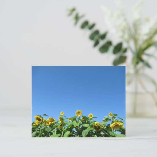 夏のひまわり ポストカード (スタンド正面)