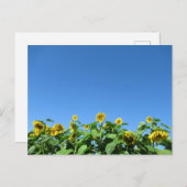 夏のひまわり ポストカード (正面/裏面)