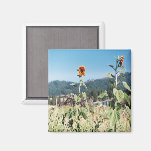 夏のひまわり…..... マグネット (正面/裏面)