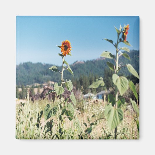 夏のひまわり…..... マグネット (正面)