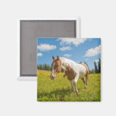 夏のアルプスの牧草地にいる好奇心旺盛な馬 マグネット (正面/裏面)