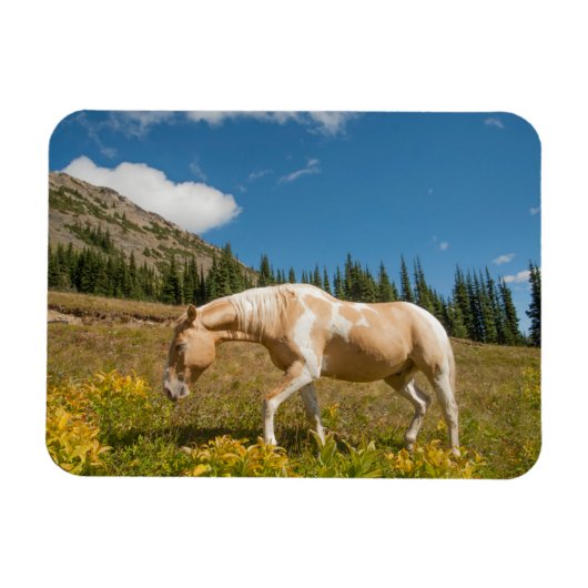 夏のアルプスの草原の草を食べる馬 マグネット (横)