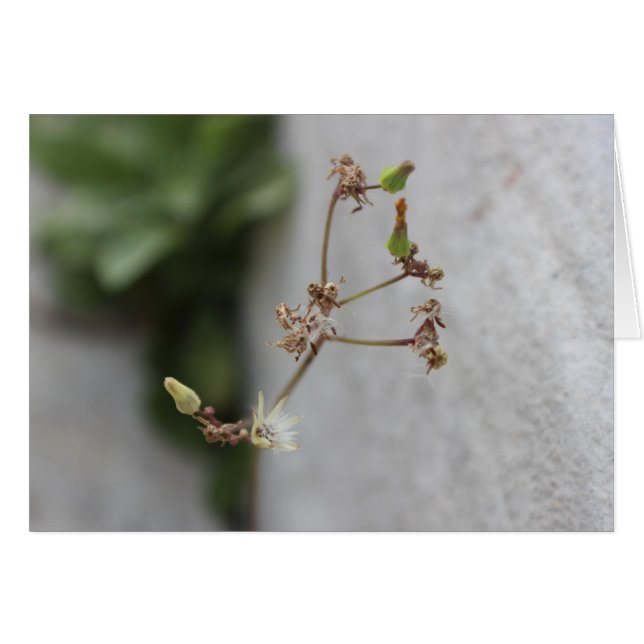 夏のウィッシュウィッシュ (正面横)