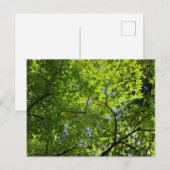 夏のカエデ ポストカード (正面/裏面)