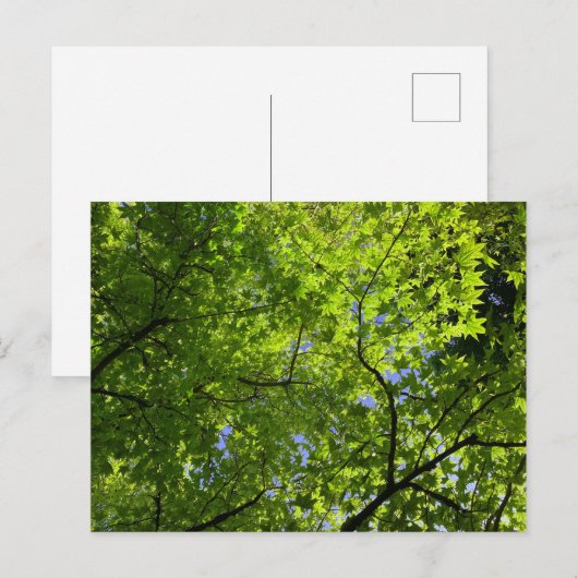 夏のカエデ ポストカード (正面/裏面)